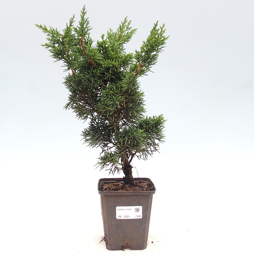 Outdoor bonsai - Juniperus chinensis Kishu - chiński jałowiec