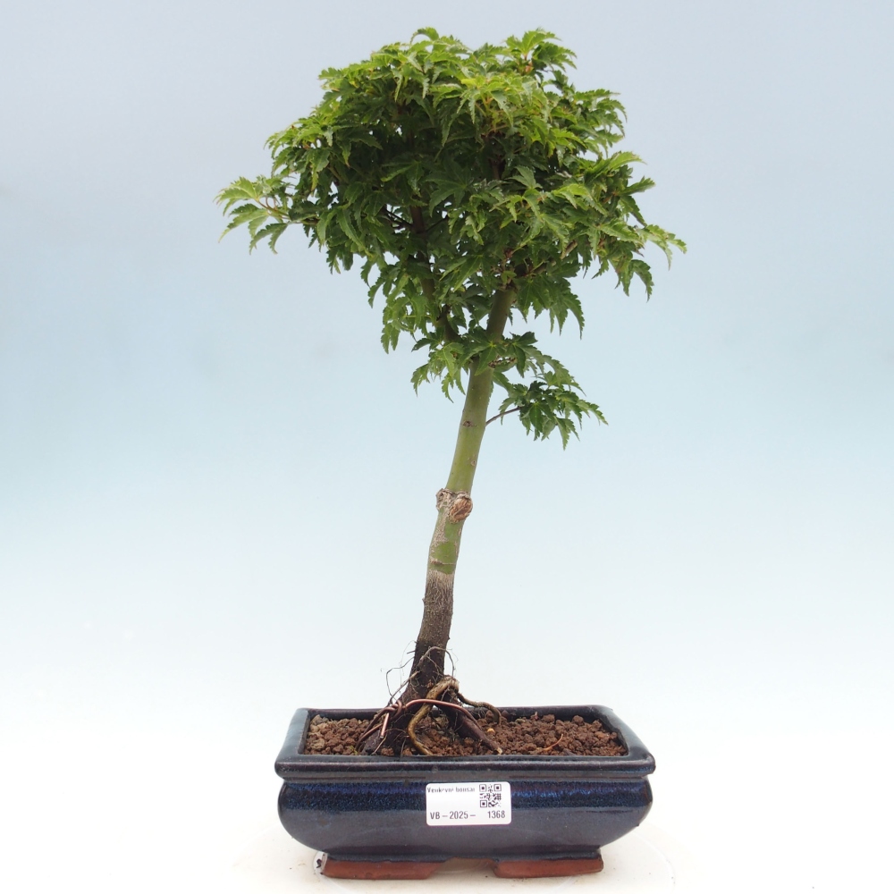 Bonsai zewnętrzne - klon Acer palmatum Shishigashira