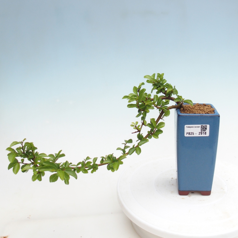 Kryty bonsai - Grewia occidentalis - Lawendowa gwiazda