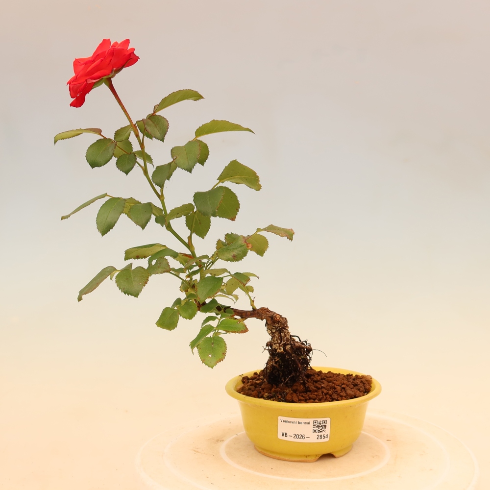 Bonsai ogrodowe – Rosa Kordes – róża