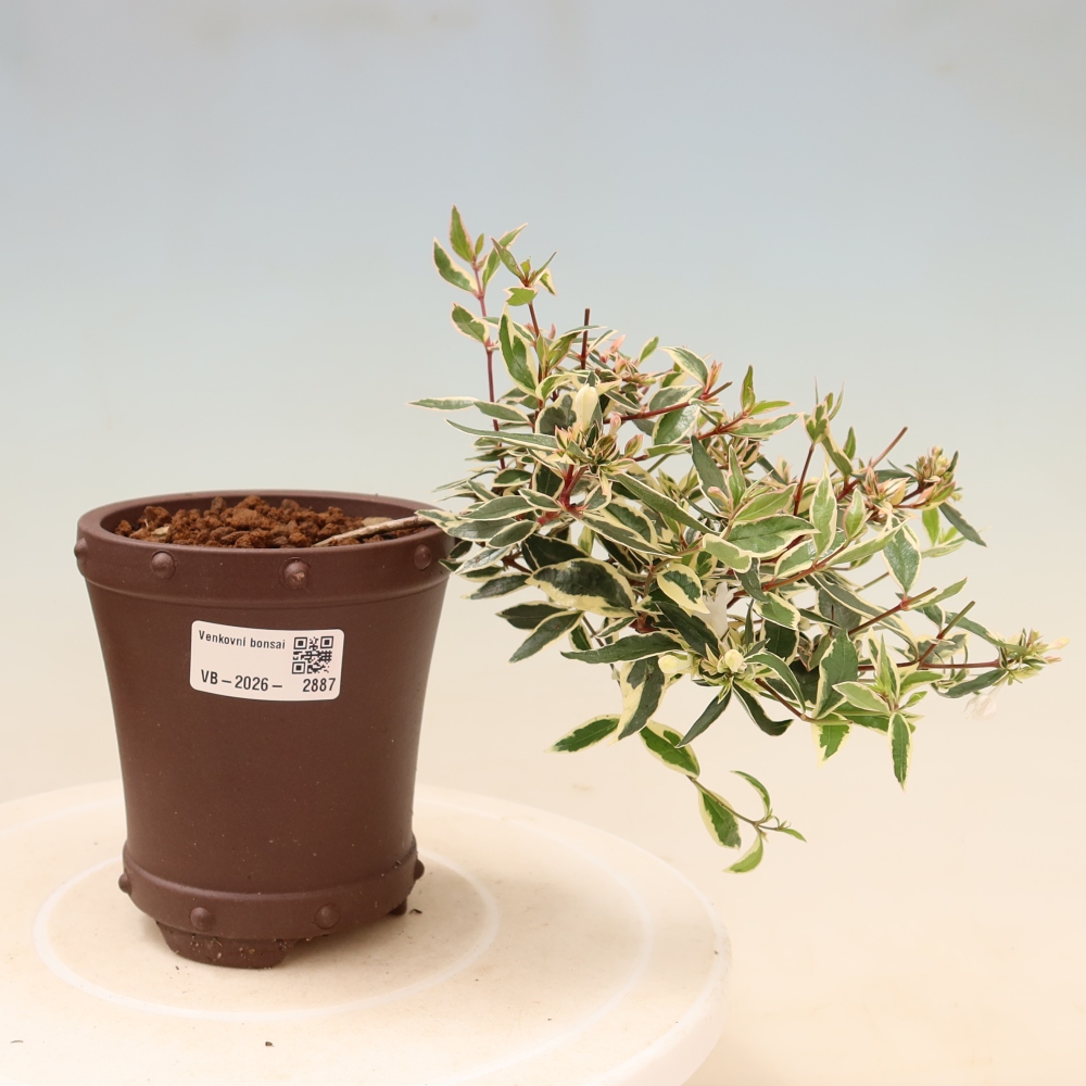 Bonsai ogrodowe – Abelia gr. Confetti – Abelia wielkokwiatowa