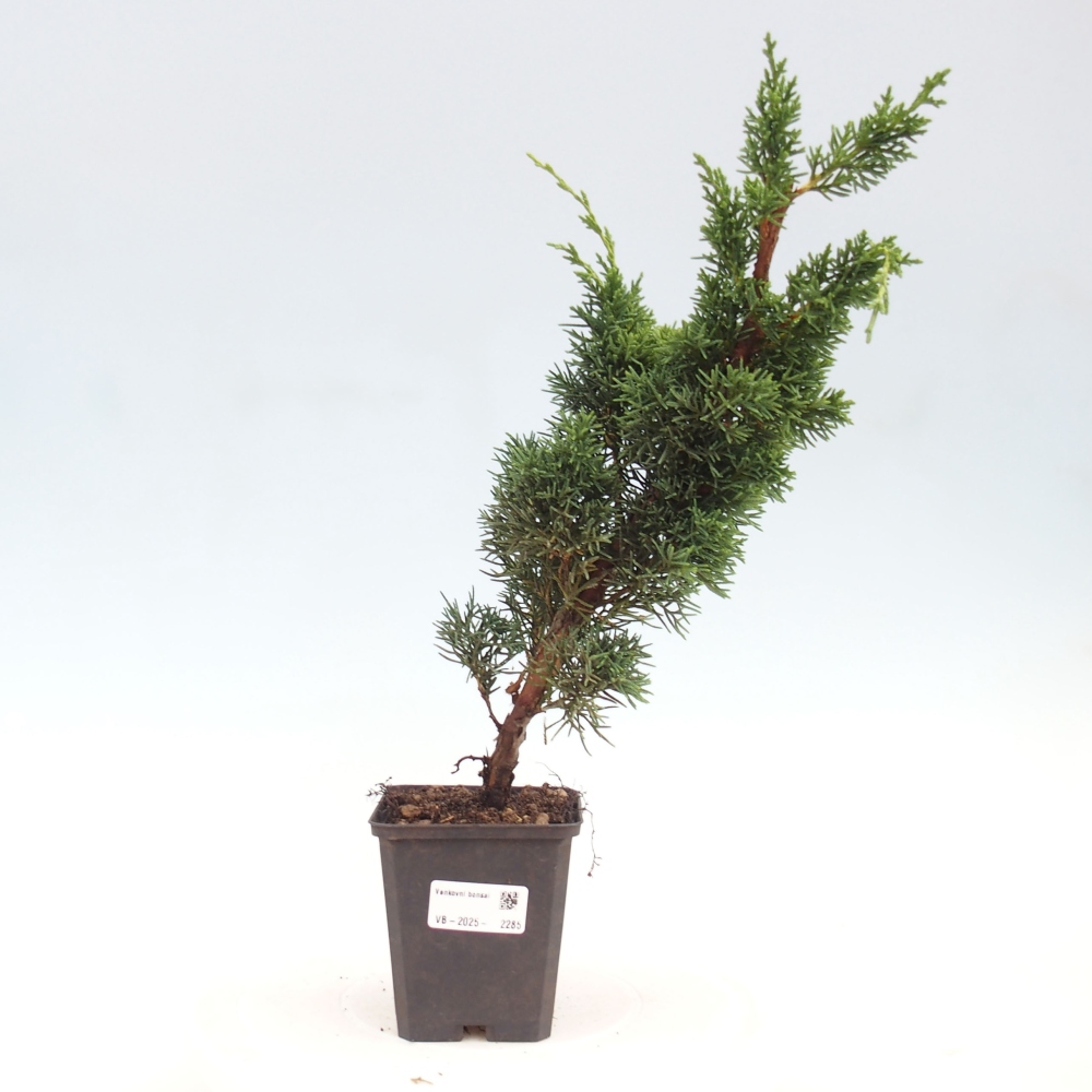 Outdoor bonsai - Juniperus chinensis Kishu - chiński jałowiec
