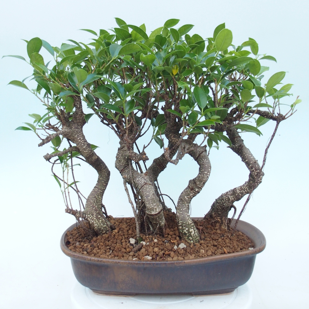 Pokój bonsai - Ficus kimmen - figowiec drobnolistny