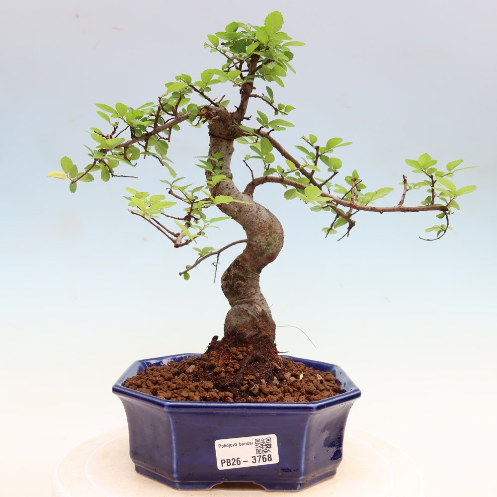 Pokój bonsai - Ulmus parvifolia - Wiąz drobnolistny