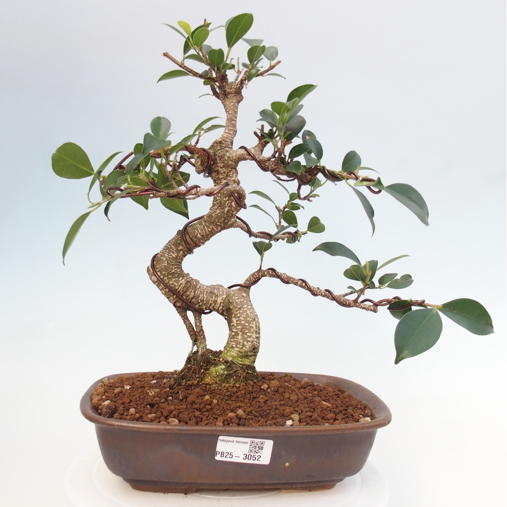 Kryty bonsai - kimono Ficus - figowiec drobnolistny