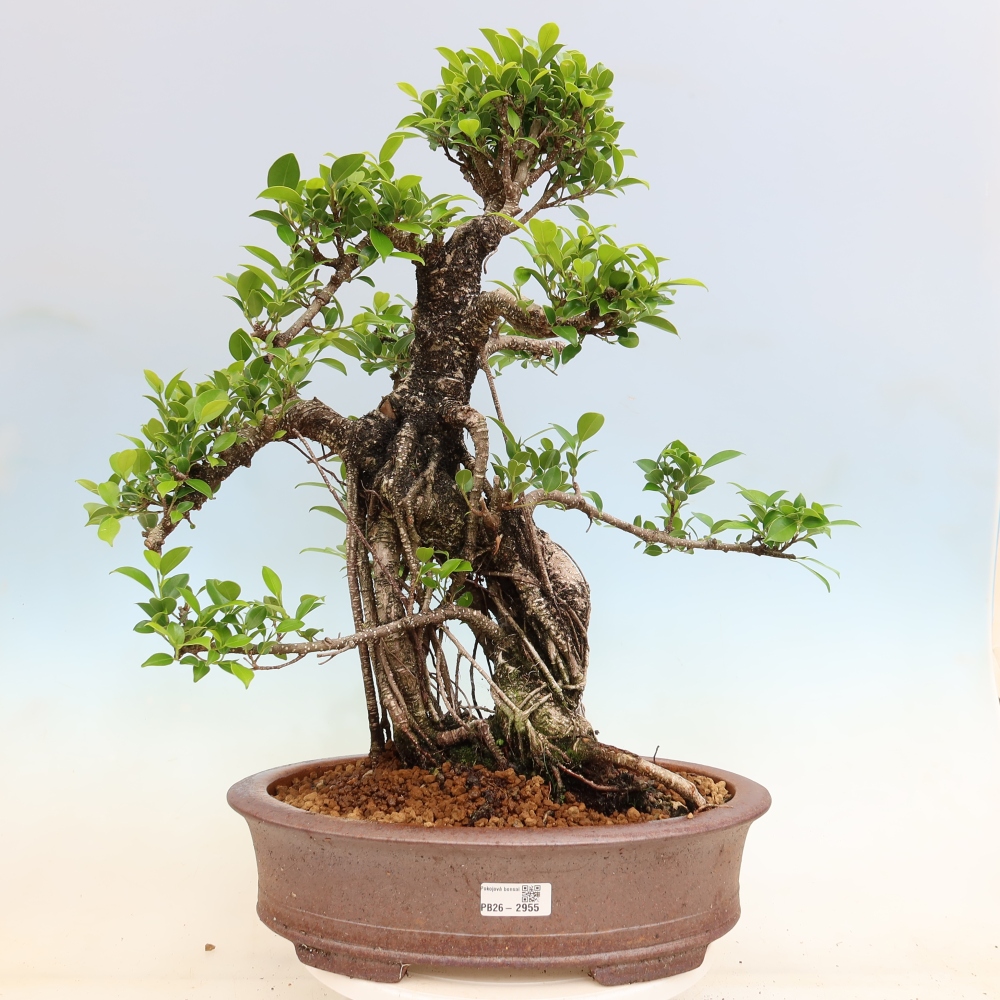 Pokój bonsai - Ficus kimmen - figowiec drobnolistny