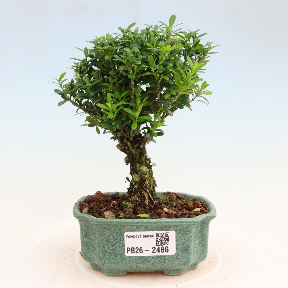 Pokój bonsai - Buxus harlandii - buxus korkowy