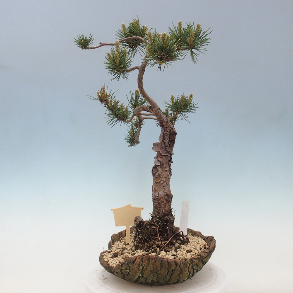 Outdoor bonsai - Pinus Sylvestris - sosna zwyczajna