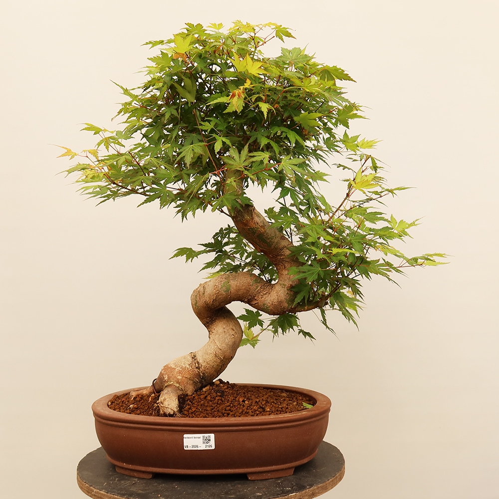 Outdoor bonsai - Klon palmowy - Palmy