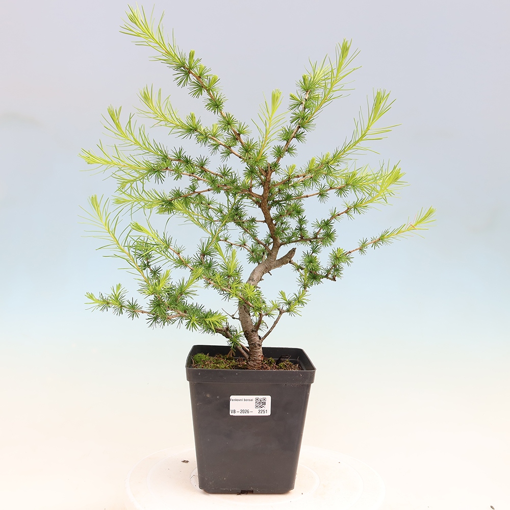 Bonsai zewnętrzne - Larix decidua - Modrzew