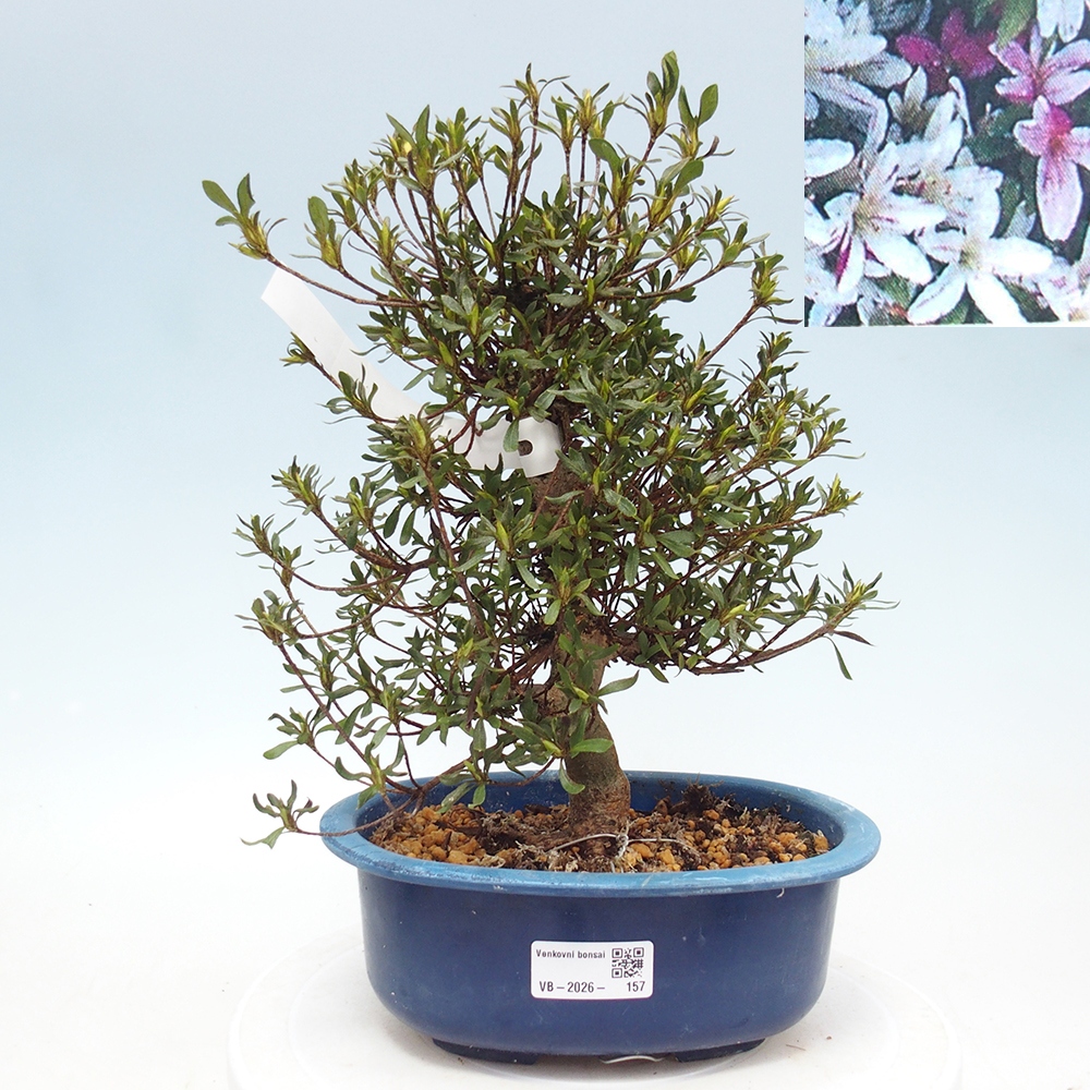 Bonsai zewnętrzne - Azalia japońska - Azalea Ryusen