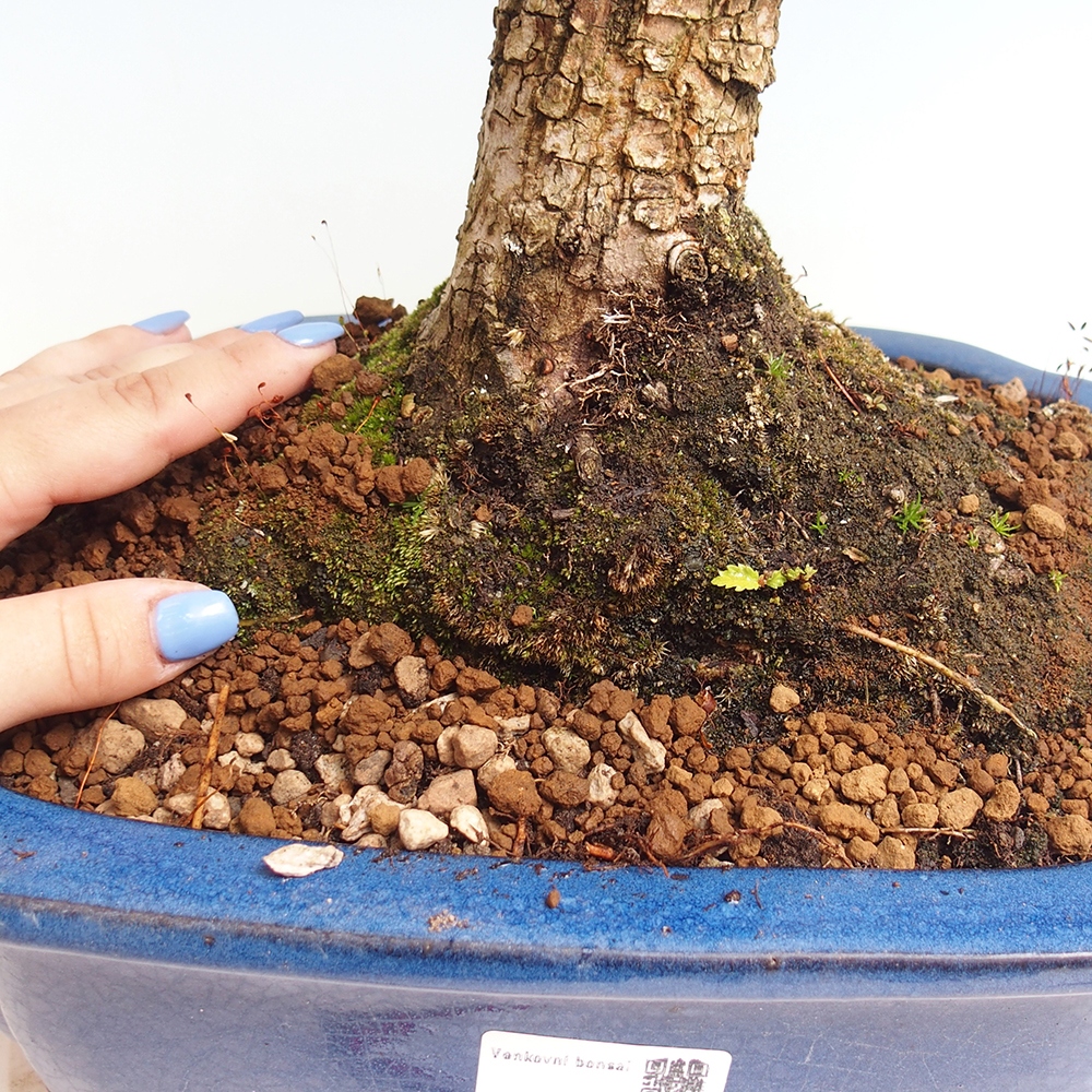Outdoor bonsai - Zelkova - Zelkova NIRE