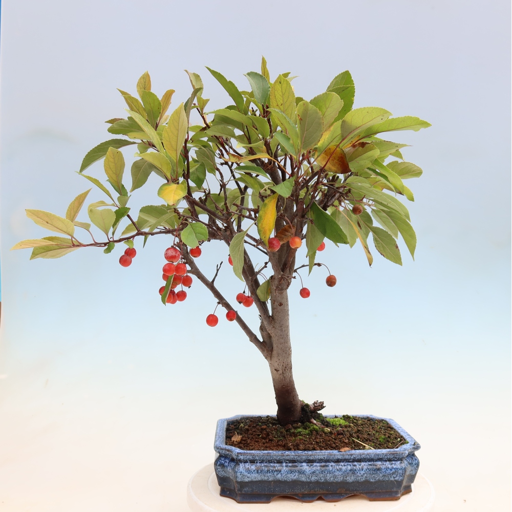 Outdoor bonsai - Malus domestica - Jabłoń czerwonolistna o małych owocach