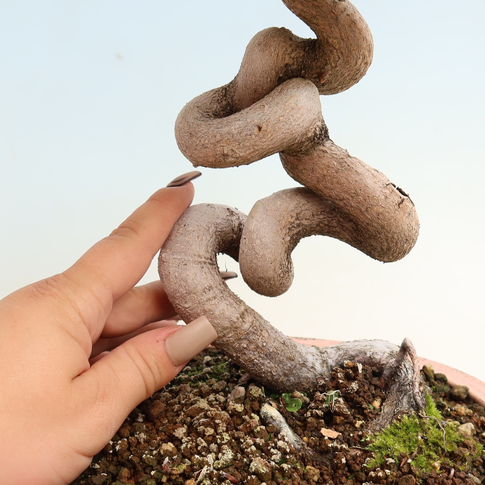 Outdoor bonsai - Carpinus CARPINOIDES - grab koreański