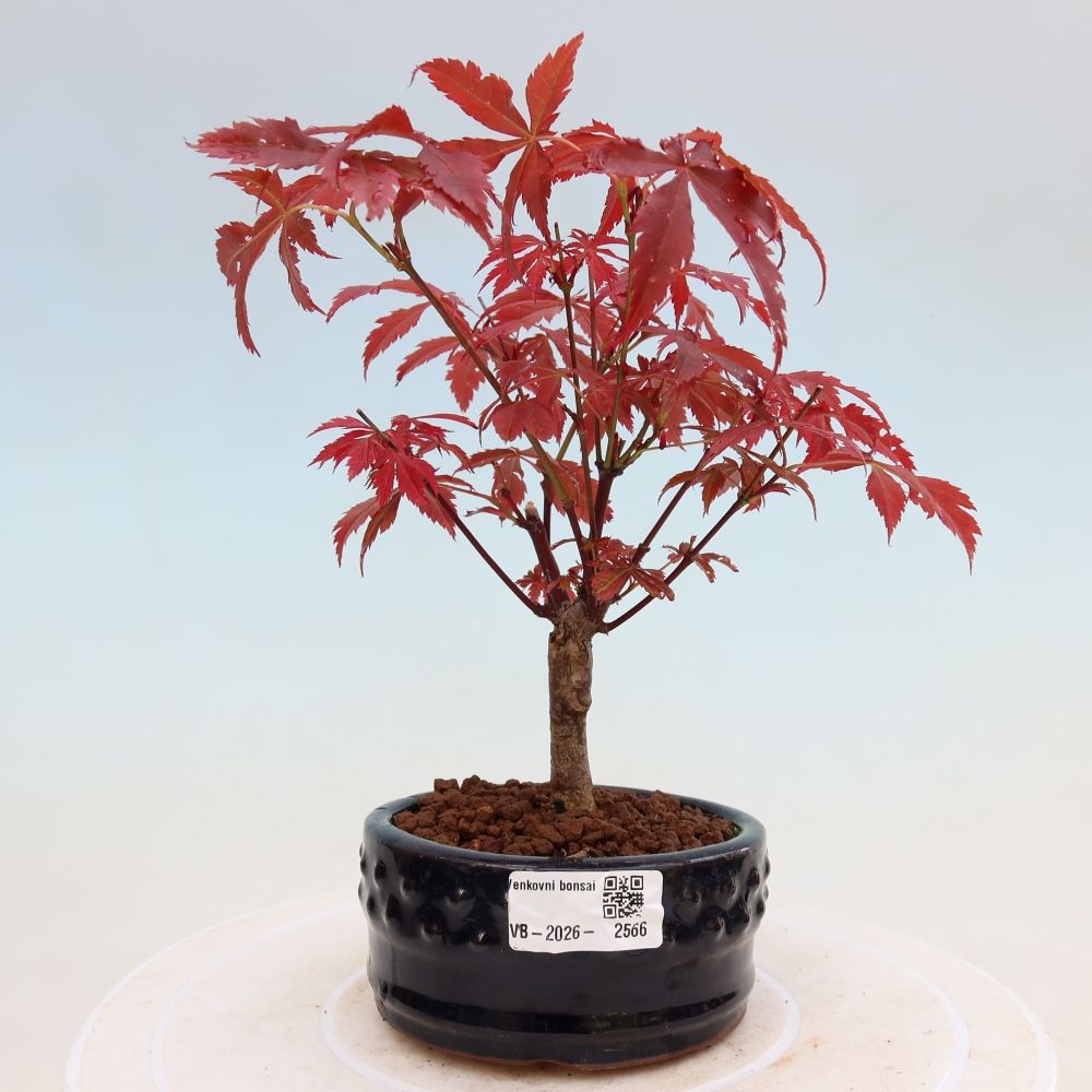 Bonsai na zewnątrz - Palma Acer. Atropurpureum-Javor palmate