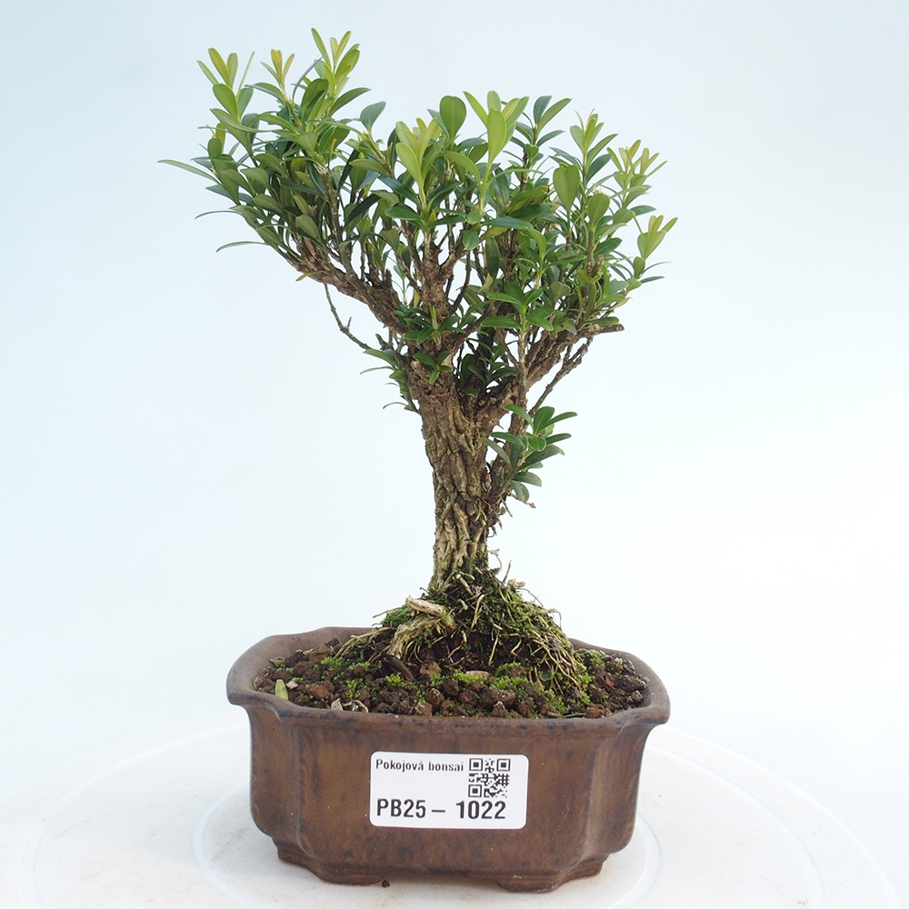 Bonsai pokojowe - Buxus harlandii - buxus korkowy