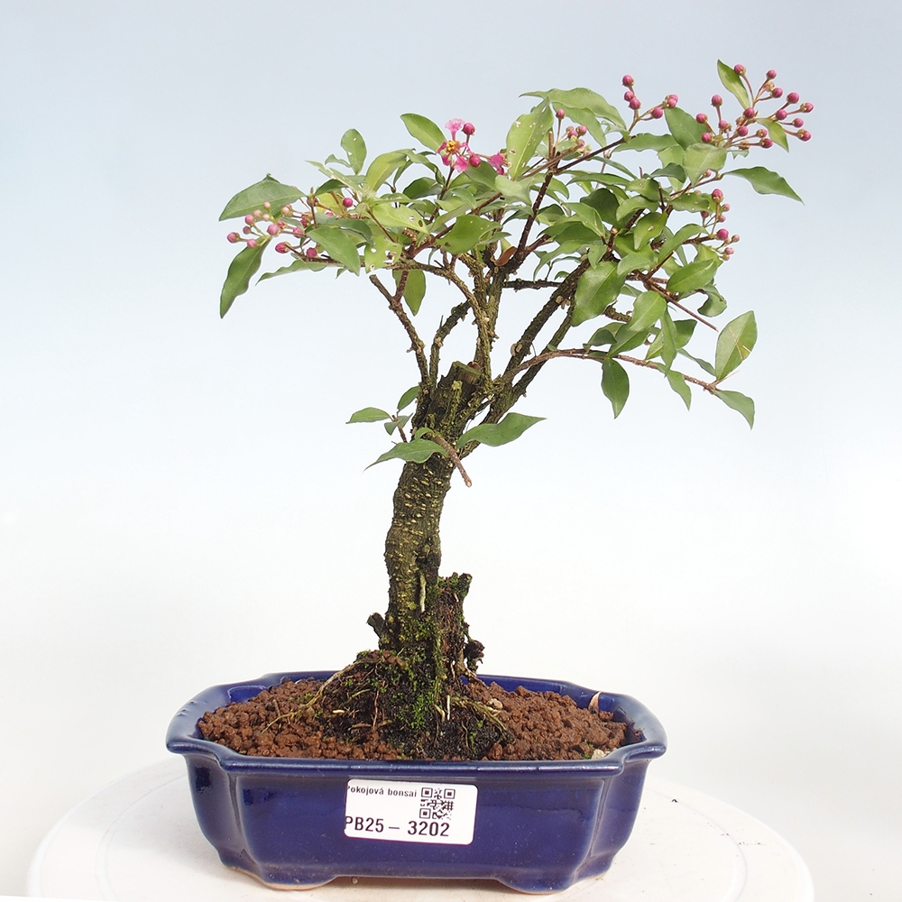 Bonsai pokojowe - Malpighia coccigera - Wiśnia Barbdorska
