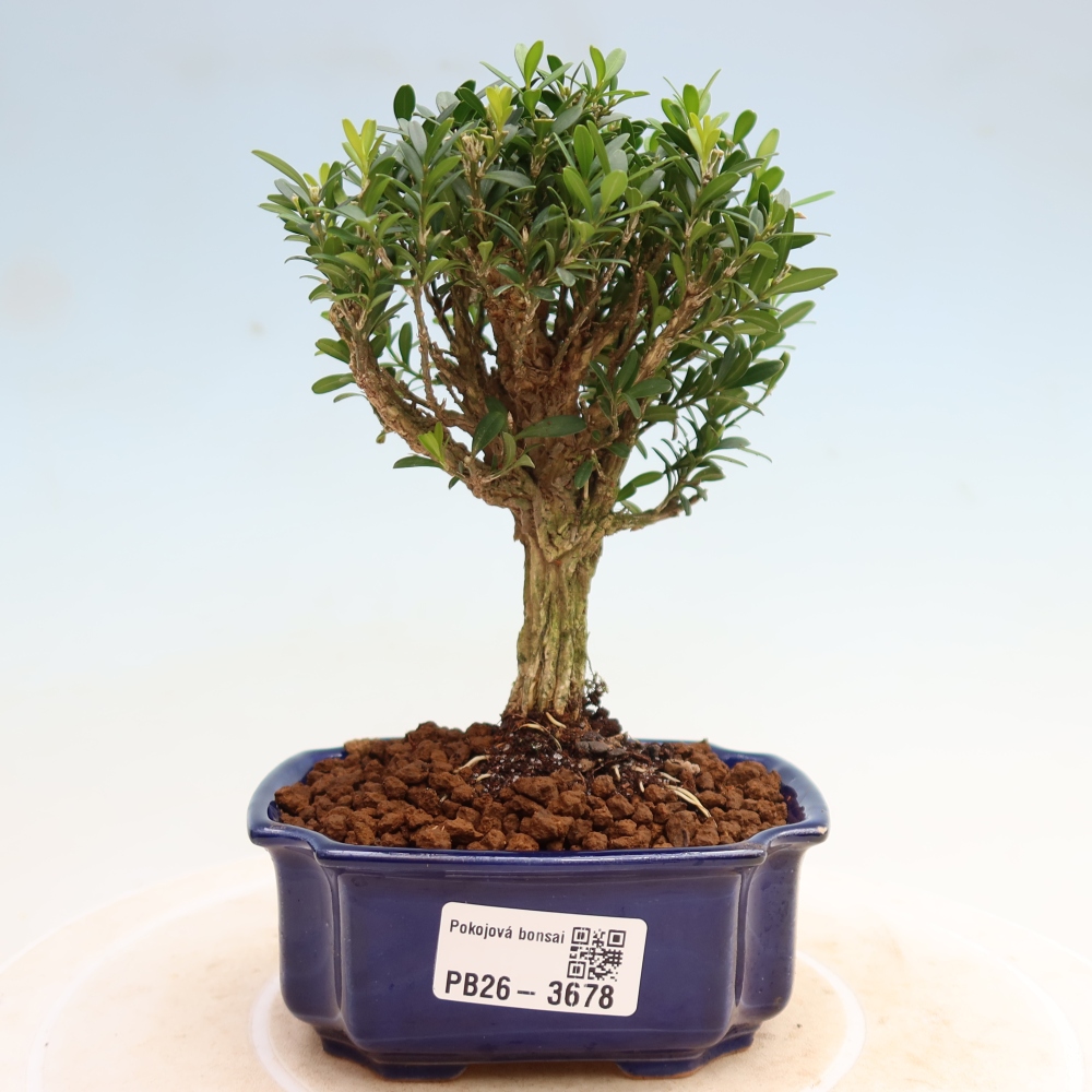 Pokój bonsai - Buxus harlandii - buxus korkowy