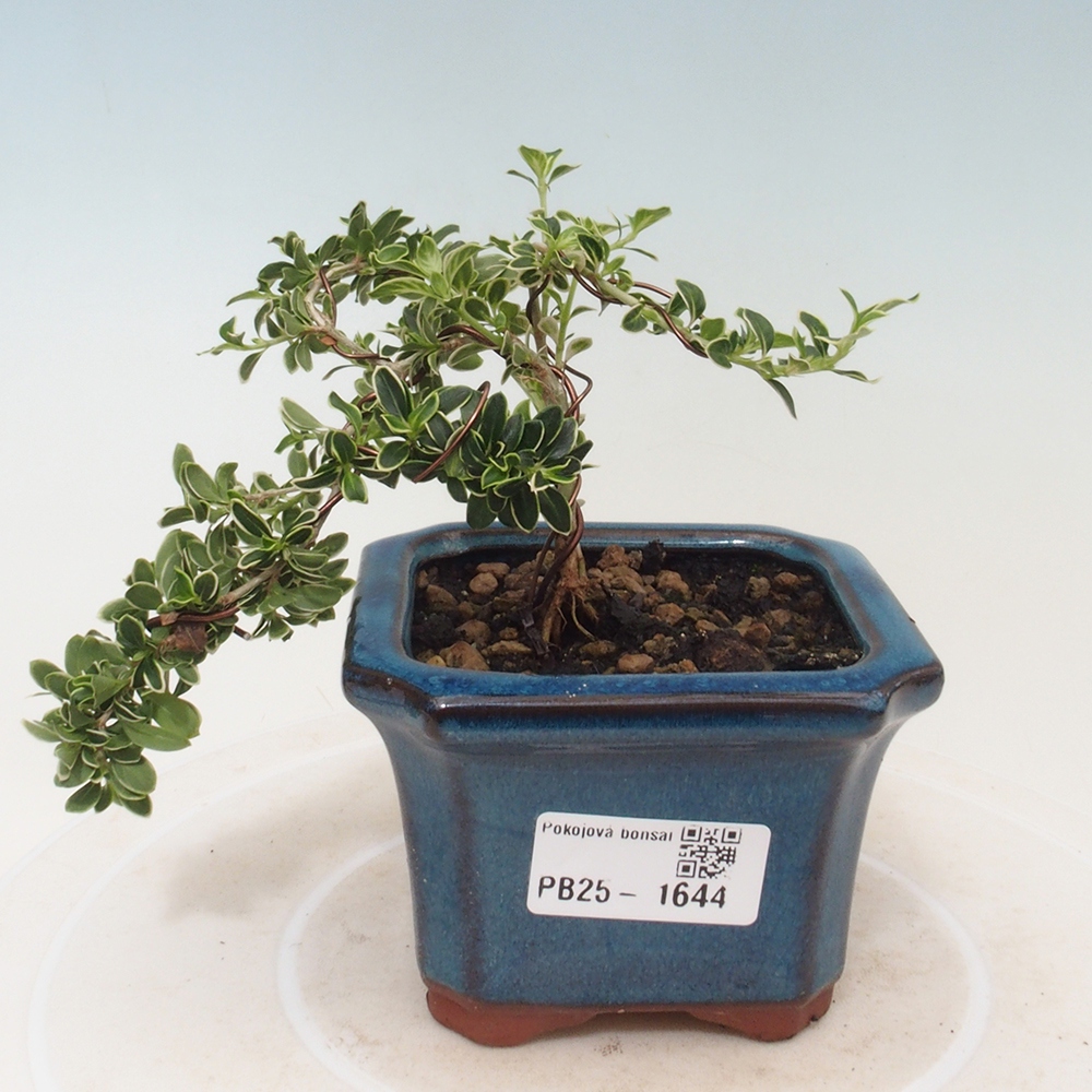 Bonsai do wnętrz - Serissa foetida Variegata - Drzewo tysiąca gwiazd