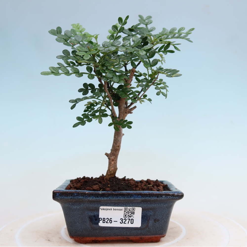 Pokój bonsai - Zantoxylum piperitum - drzewo pieprzowe
