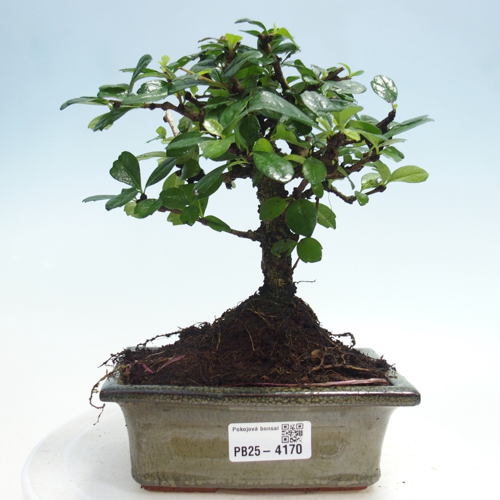 Bonsai pokojowe - Carmona macrophylla - Tea fuki