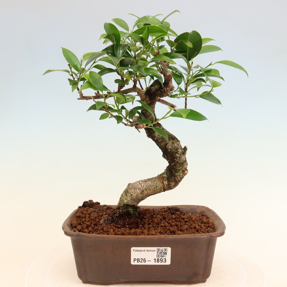 Pokój bonsai - Ficus retusa - figowiec drobnolistny