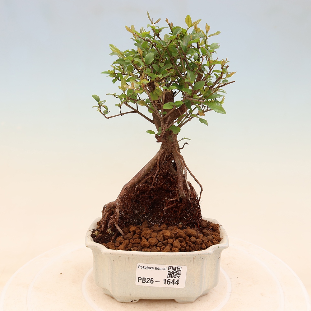Bonsai pokojowe - Sageretia thea - Sageretia thea
