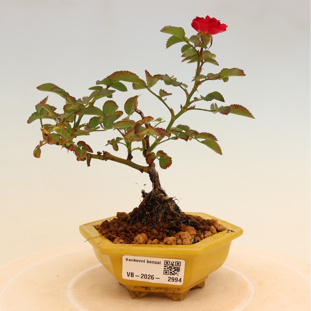 Bonsai ogrodowe – Rosa Kordes – róża