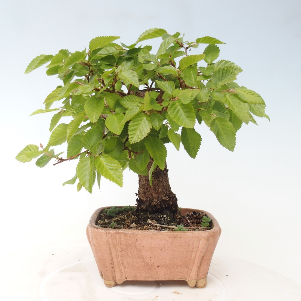 Outdoor bonsai - Carpinus CARPINOIDES - grab koreański