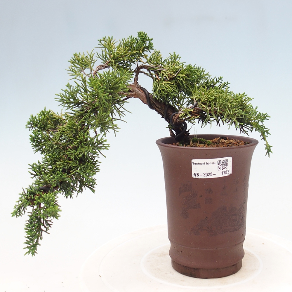 Bonsai zewnętrzne - Juniperus chinensis Kishu - Jałowiec chiński