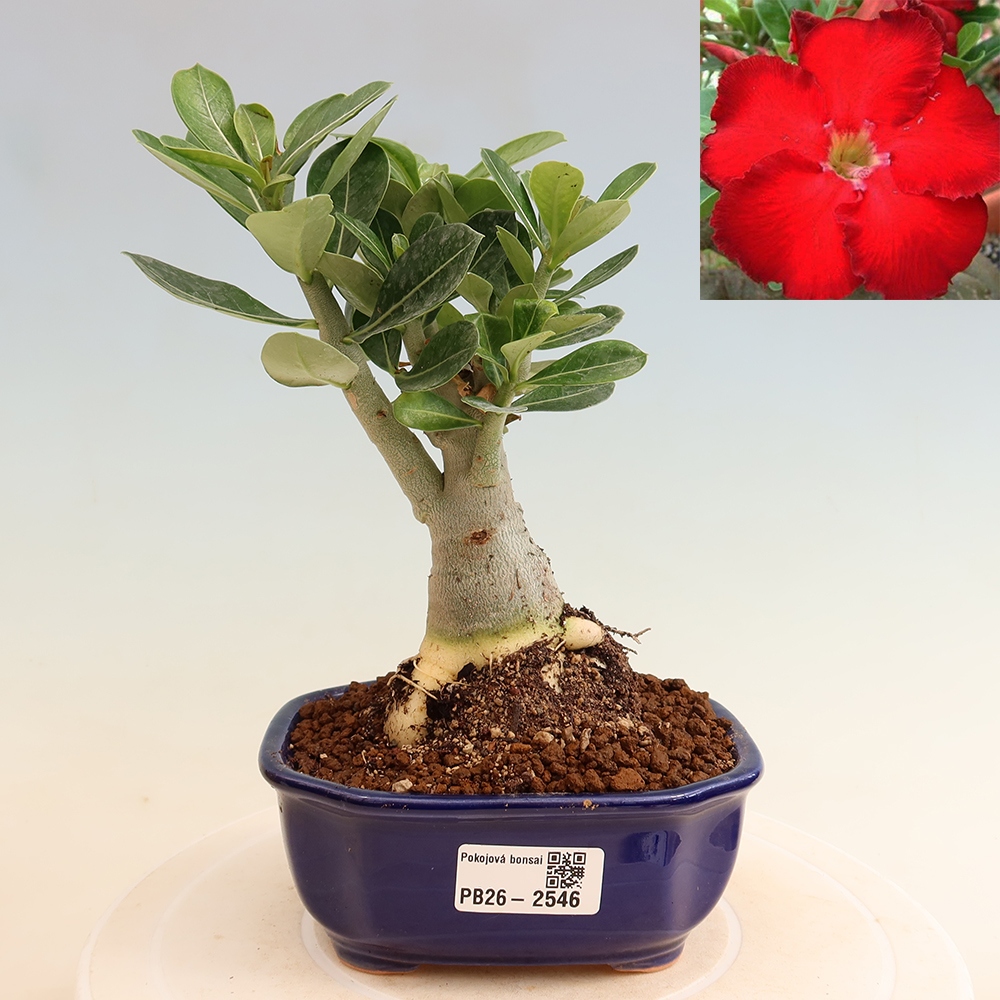 Bonsai pokojowe – Adenium obesum Red Star – Róża pustynna