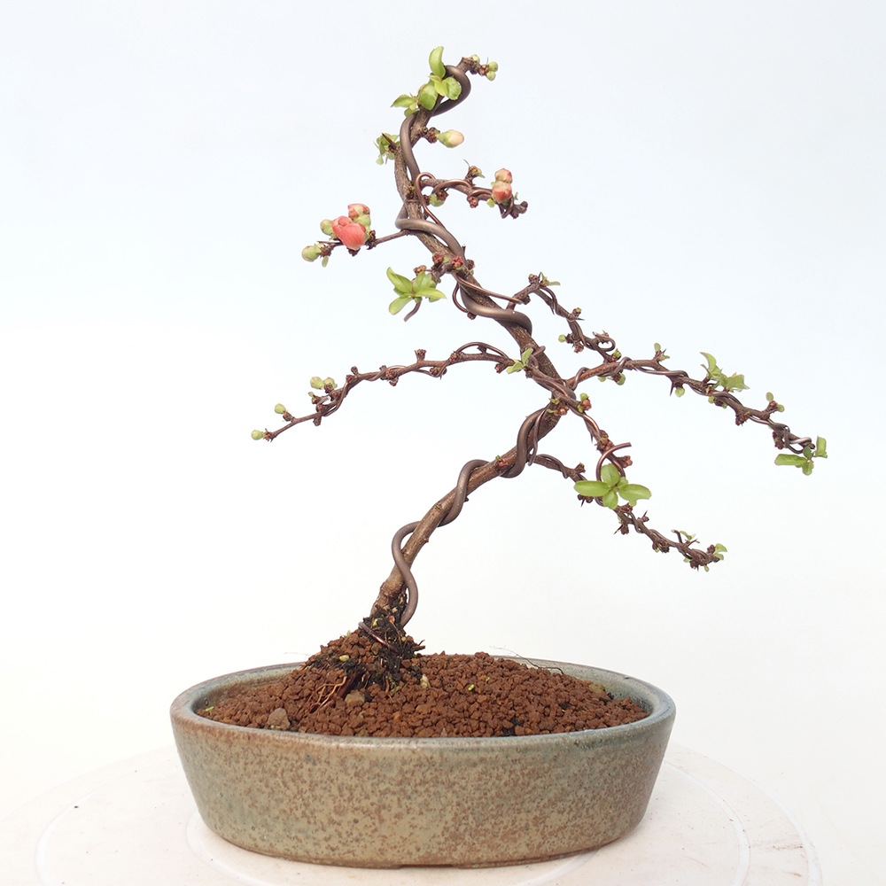 Outdoor bonsai - Chaneomeles s. Red Joy - Pigwa