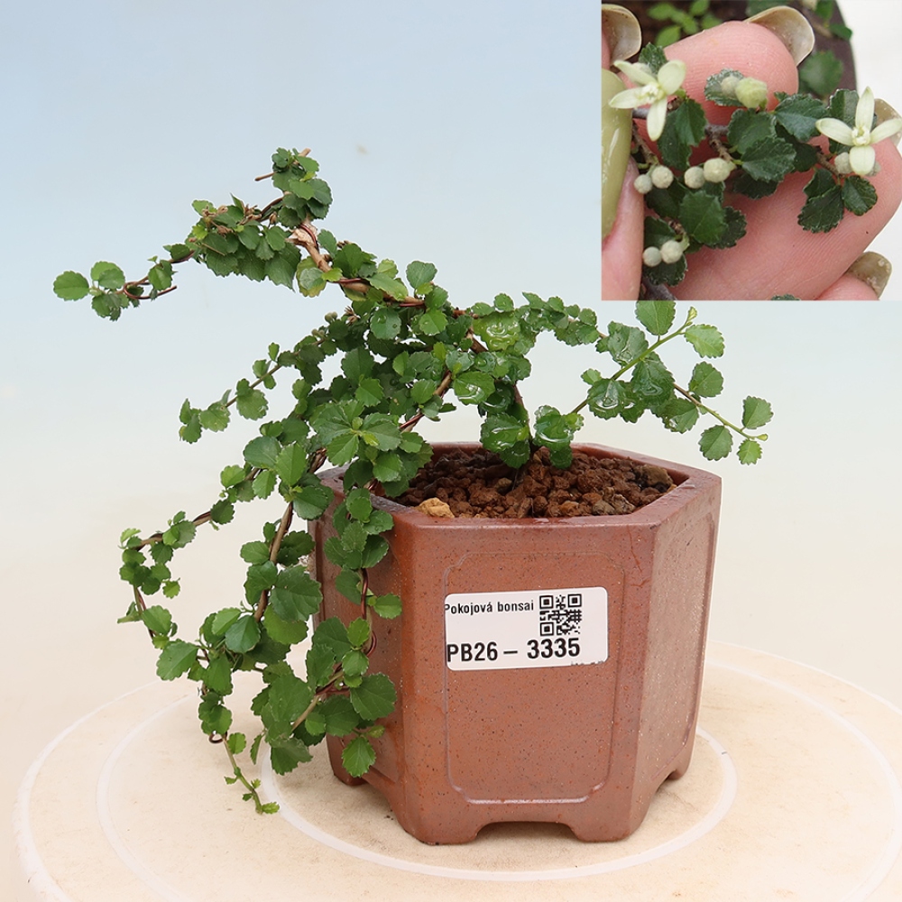 Pokój bonsai - Grewia sp. - Grewia malafolia