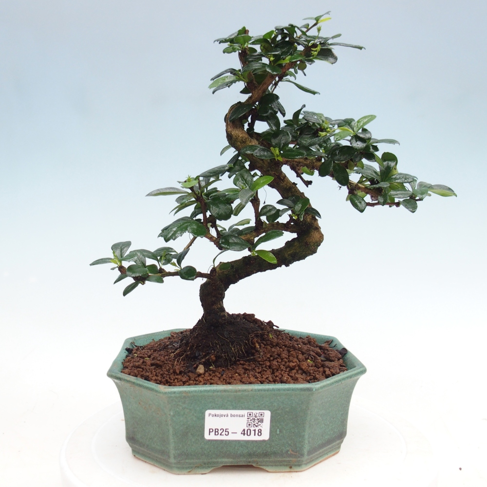 Bonsai pokojowe - Carmona macrophylla - Tea fuki