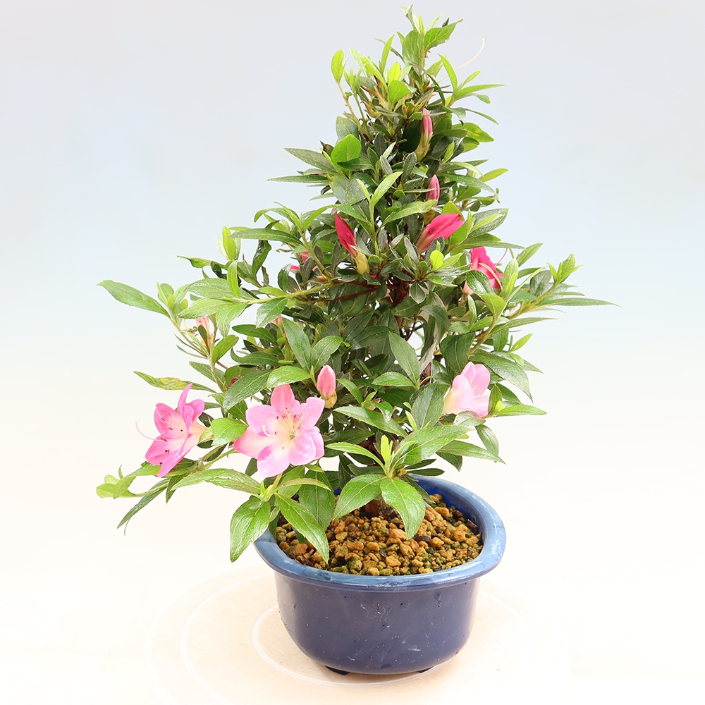 Bonsai zewnętrzne - Azalia japońska - Azalia Reiko