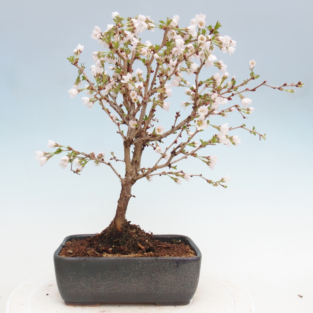 Outdoor bonsai - Prunus incisa Kojou-no mai-Plivon wycięty