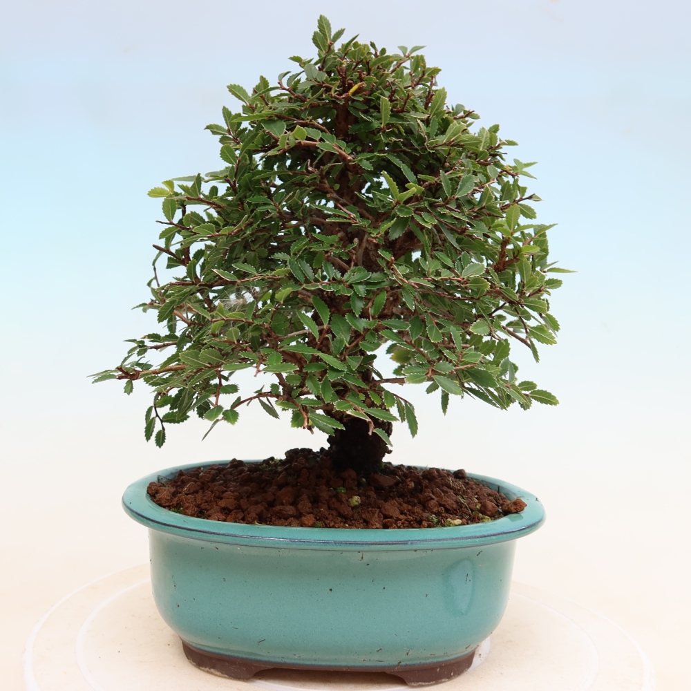 Bonsai zewnętrzne - Zelkova - Zelkova NIRE
