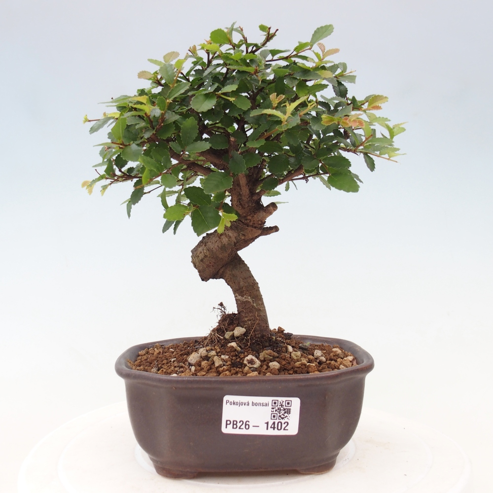 Pokój bonsai - Ulmus parvifolia - Wiąz drobnolistny