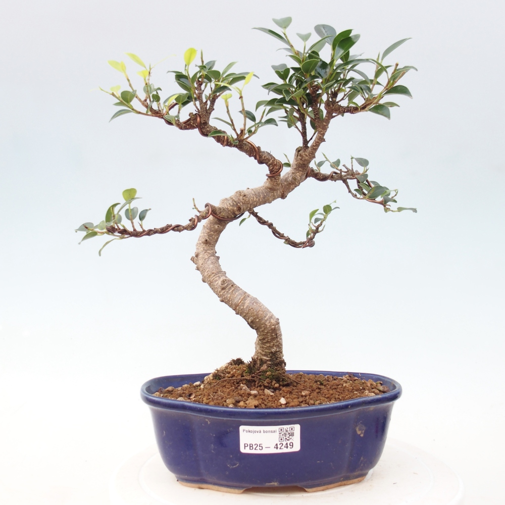 Pokój bonsai - Ficus retusa - figowiec drobnolistny