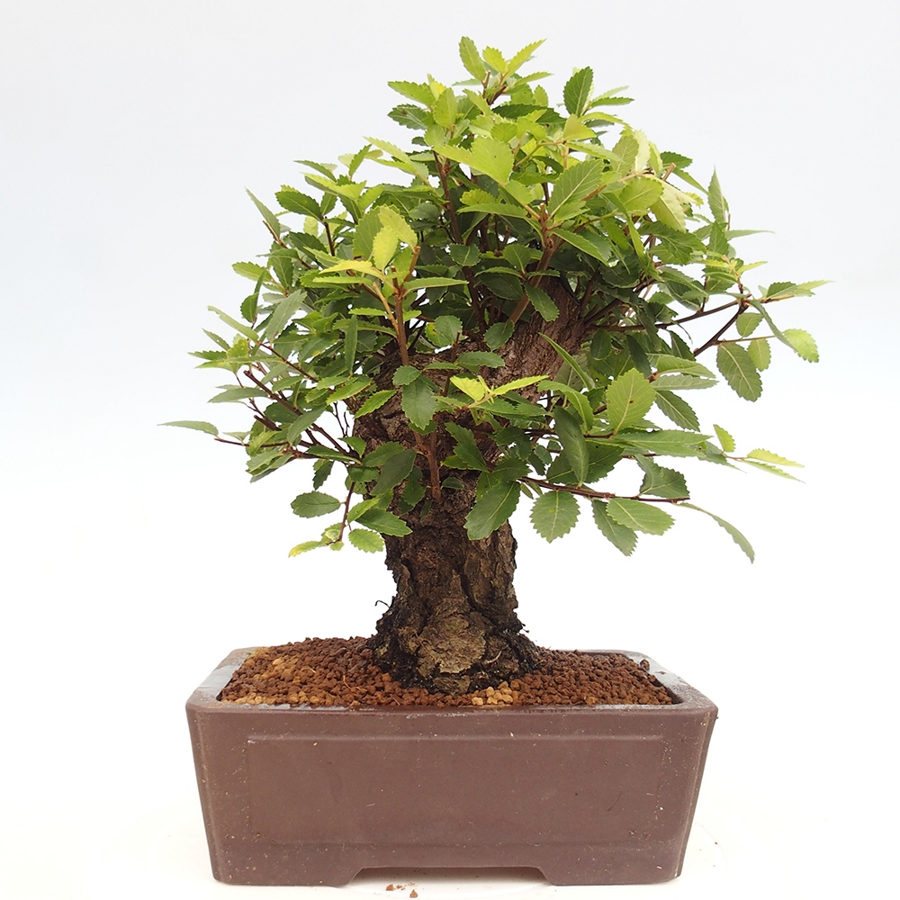 Bonsai na zewnątrz - Zelkova - Zelkova serrata
