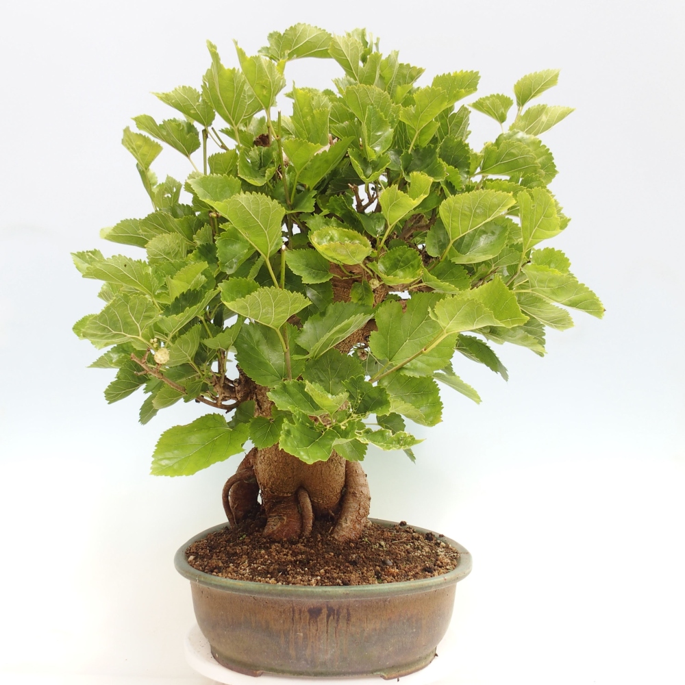 Bonsai outdoor - Morus alba - morwa