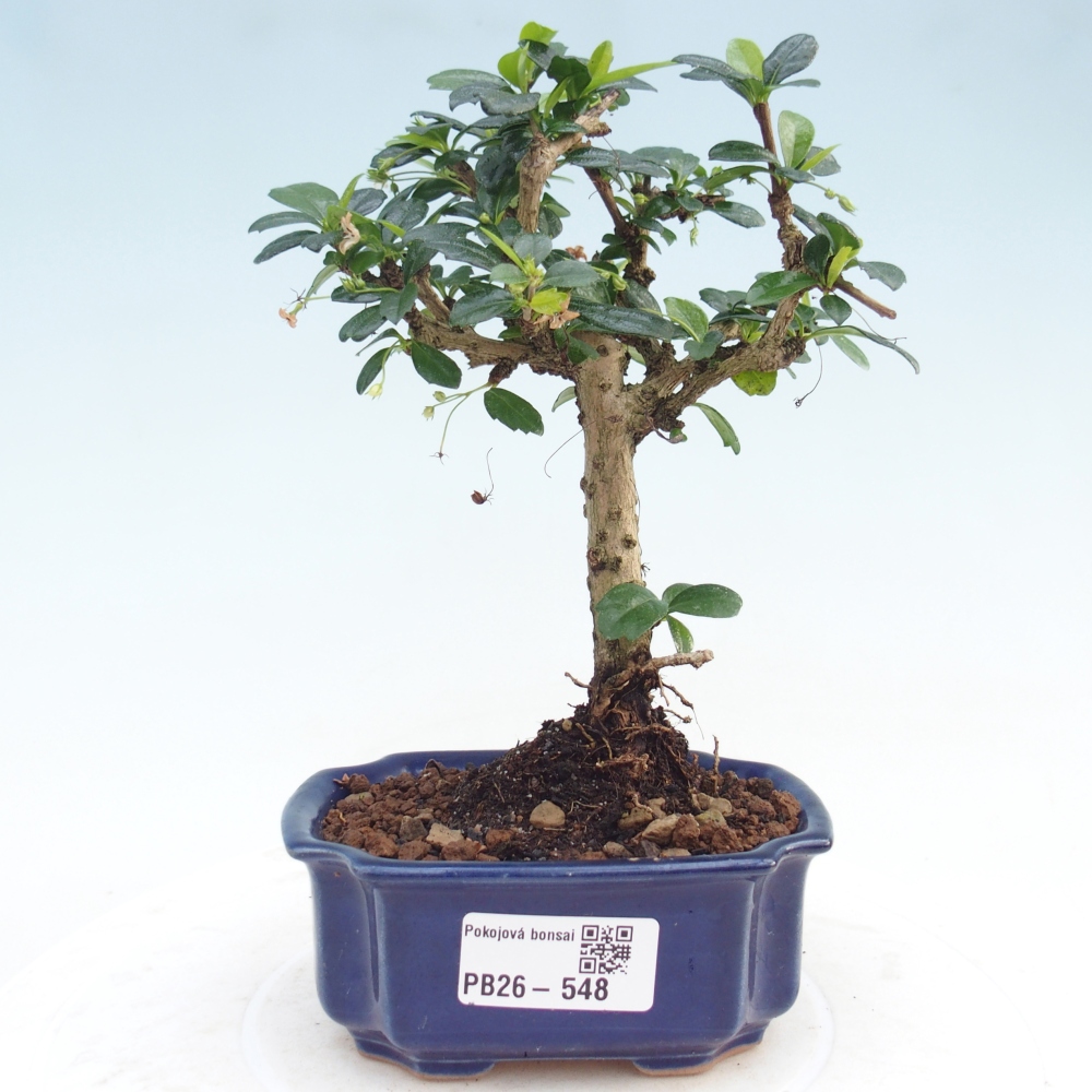 Bonsai pokojowe - Carmona macrophylla - Tea fuki