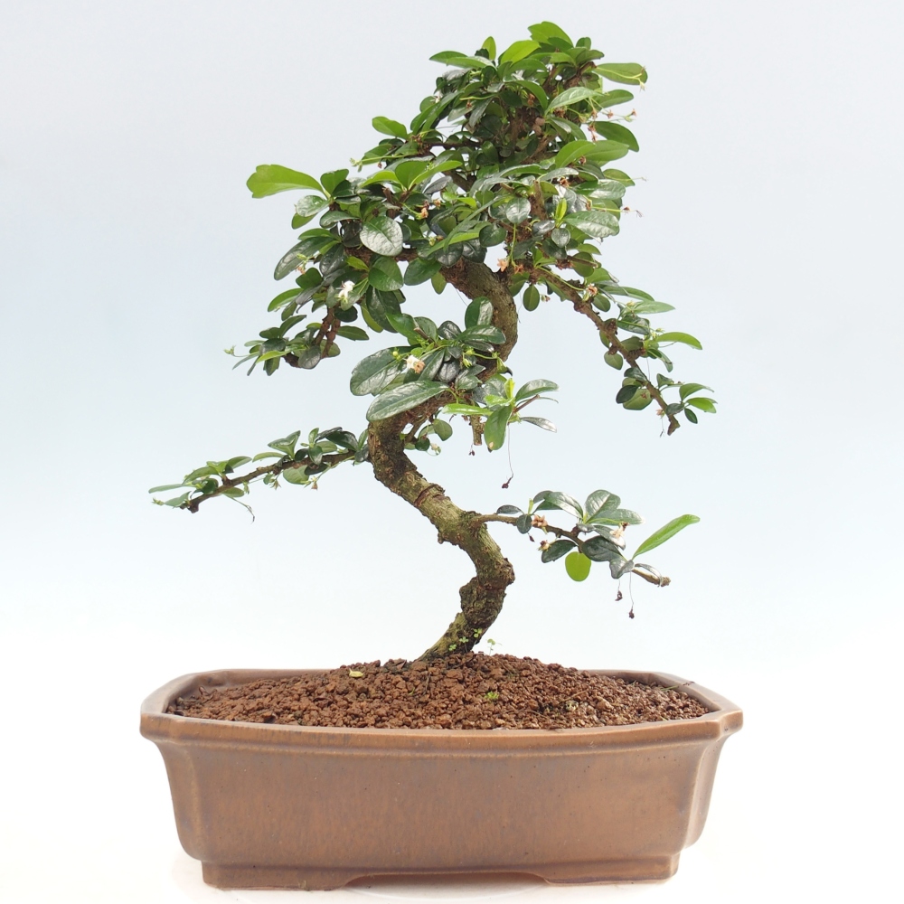 Bonsai pokojowe - Carmona macrophylla - Tea fuki