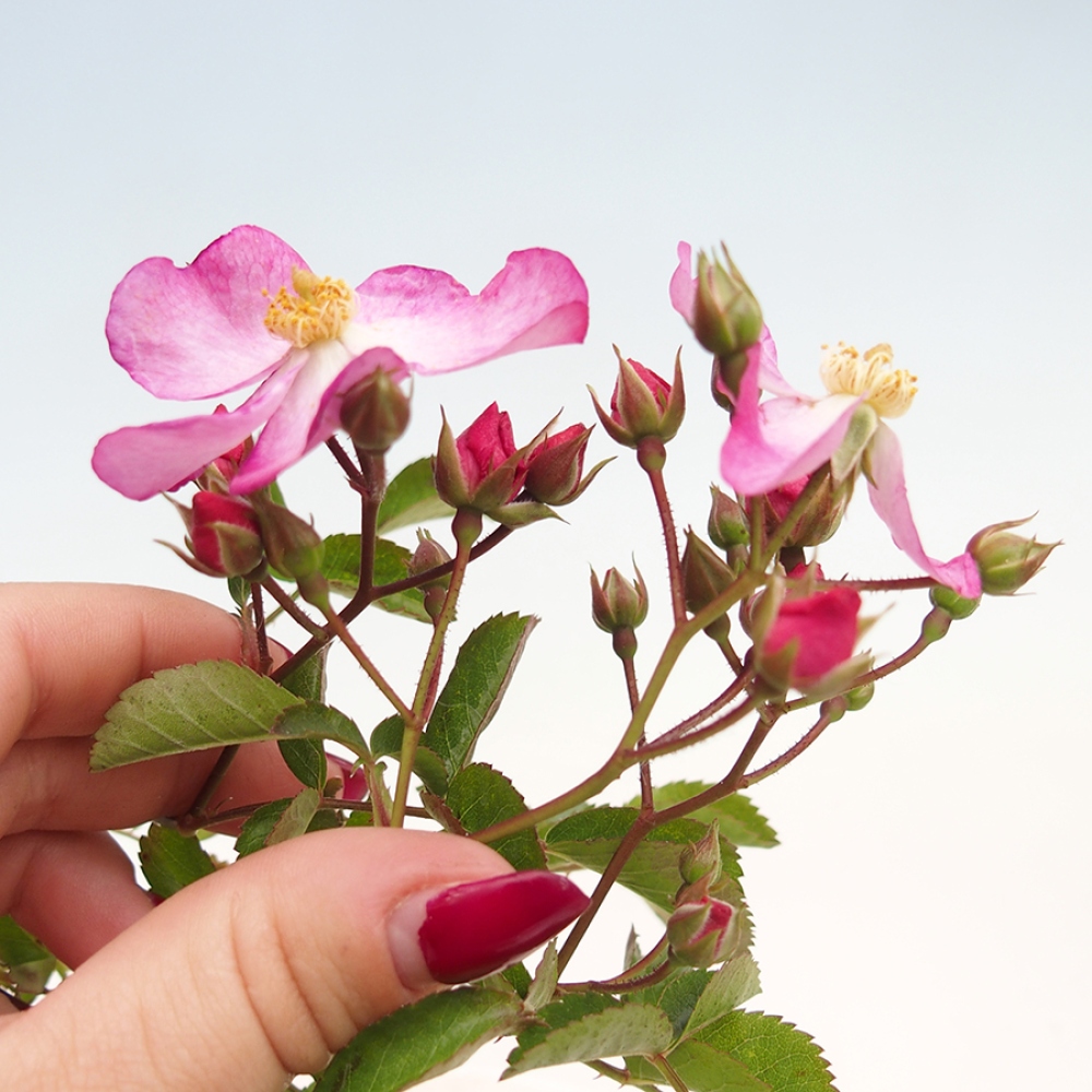 Bonsai na zewnątrz - Rosa Kordes - róża 