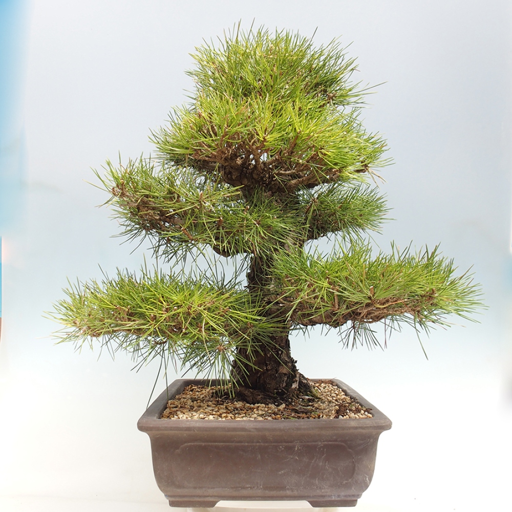 Outdoor bonsai - Pinus thunbergii - sosna Thunberga