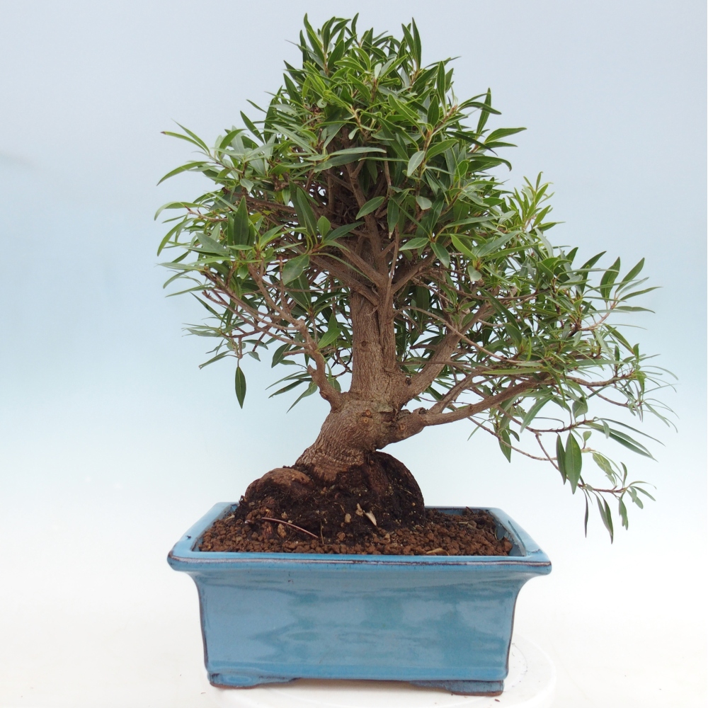 Pokój bonsai - Ficus nerifolia - figowiec drobnolistny