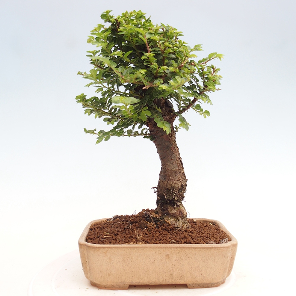 Bonsai zewnętrzne - Ulmus parvifolia Hokkaido - wiąz chiński