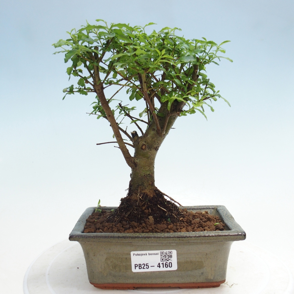Pokój bonsai - Ligustrum chinensis - Dziób ptaka