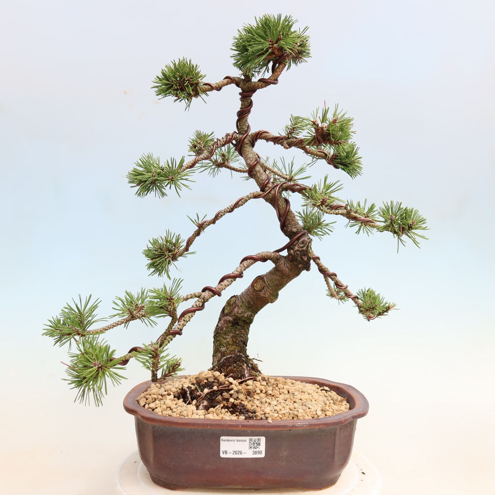 Bonsai ogrodowe – Pinus mugo Humpy – sosna karłowata