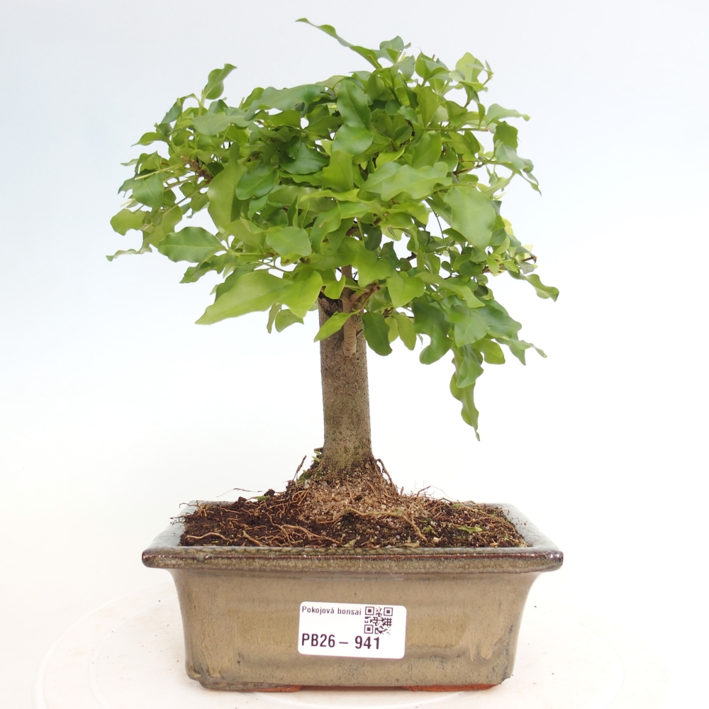 Pokój bonsai - Ligustrum chinensis - Dziób ptaka